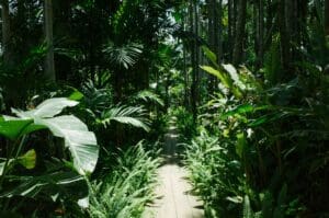 Could a basic income be the key to protecting rainforests?