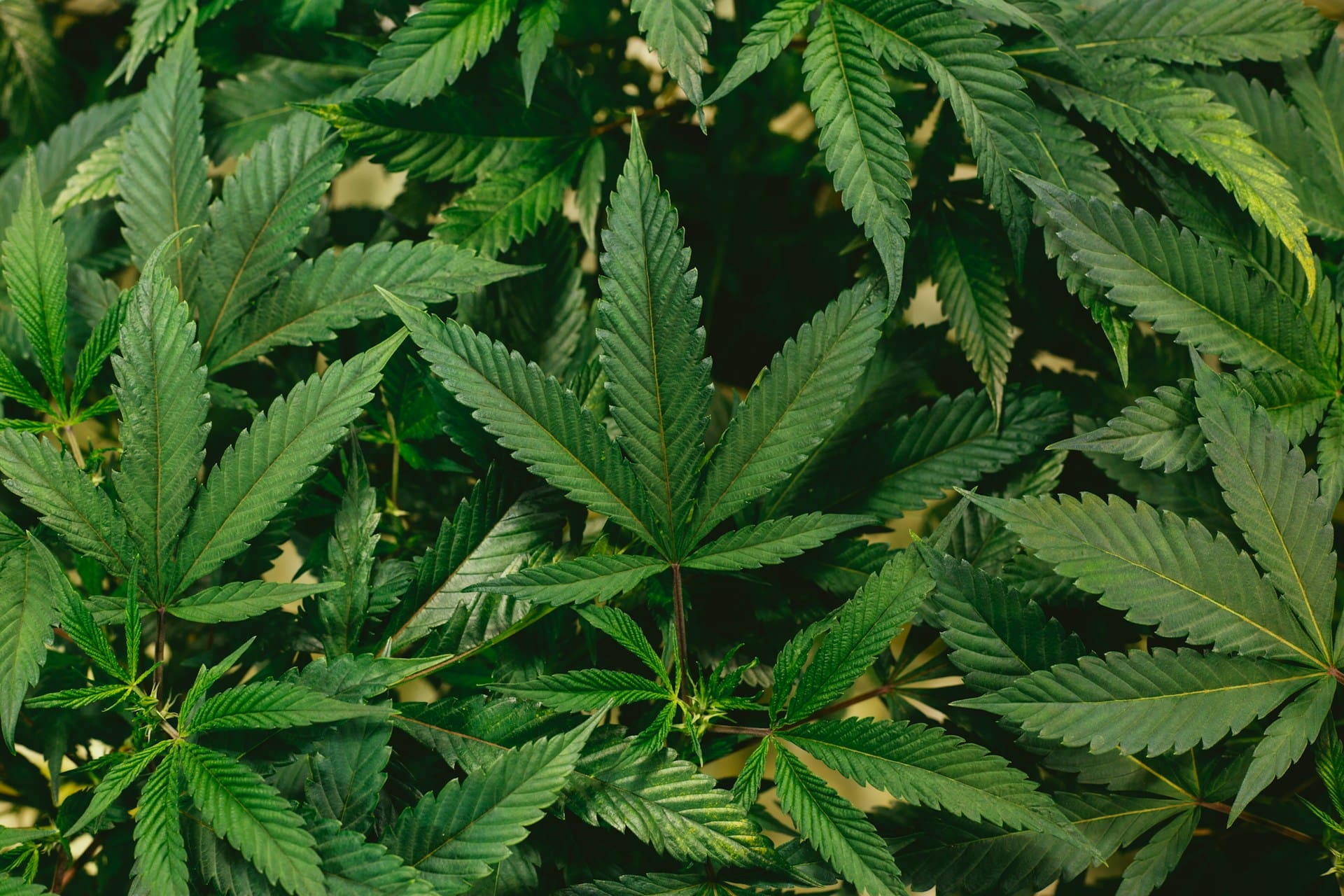Albuquerque City Council agrees to use weed tax revenue for basic income pilot
